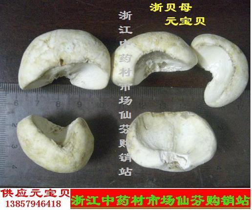 出口海外的浙贝元宝贝
