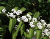 �ձ����飬Callicarpa japonica