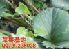 ��ݮ��ȫ