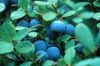 ��˹Խ�ٹ�ʵ Vaccinium uliginosum