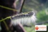 ��Դ��www.fzcoco.com/lsbbs