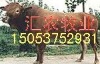鲁西黄牛