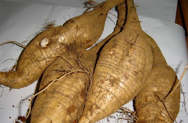  葛根 简介及 葛根 的来源- - 阿里巴巴商人论坛