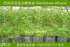 SKB-001............................. .........................................................檀香苗,檀香树苗,檀香种子,檀香,印度檀香树苗,印度老山檀香苗,檀香树,檀香小苗,檀香小树苗,檀香木,檀香大中小苗,檀香木种植技术。