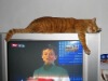 ��ţ���ұ��㻹ţ���Ҿ�ѹ���㲻���㳤�ߣ�   