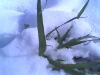 ѩ�е�С������  