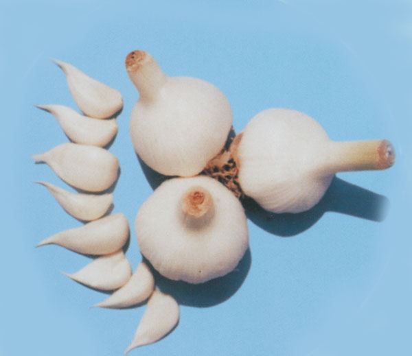 北京大蒜批发价格 大蒜种植技术 大蒜种植时间