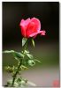 alwwpr�Ĳ���