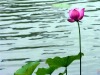 ����5196�Ĳ���