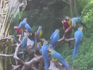 ��Աͷ��