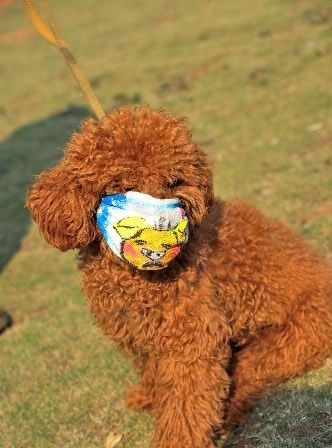 宠物狗带口罩为防H1N1流感_南京宠物交流中