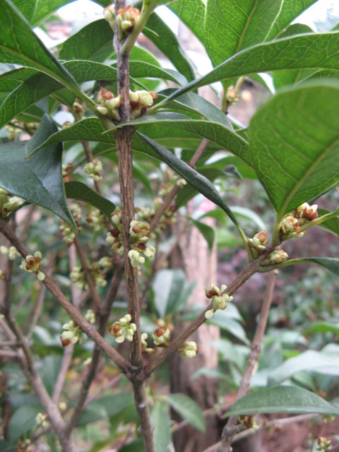 供应庭院名贵花卉-苏北金桂,桂花,盆栽桂花,流苏树嫁接桂花