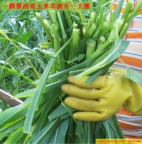 墨西哥玉米 牧羊草种子 苏丹草 鲁梅克斯-墨西