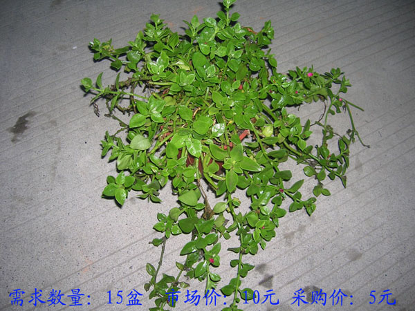 一品红 需求量20 盆 市场价13…