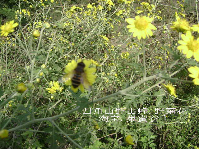 土蜂蜜+鲜野菊花=蜂蜜野菊花茶(疏肝明目 降血