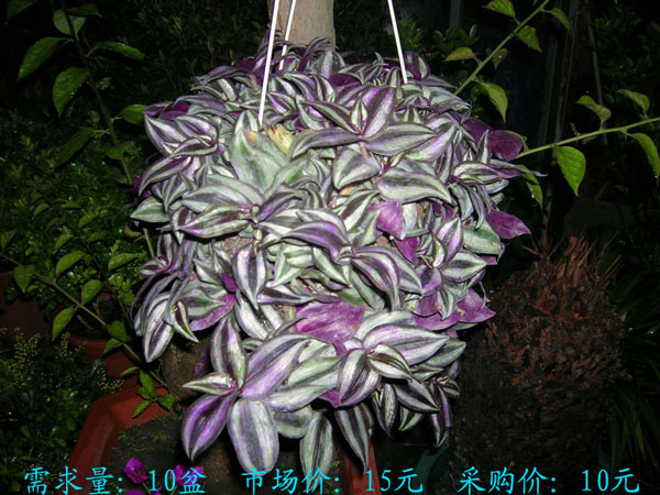 一品红 需求量20 盆 市场价13…