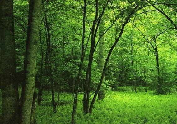 低碳哥带你走向潘多拉美丽星球生活