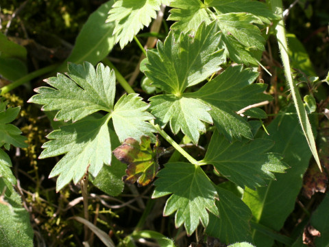 山芹