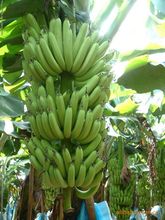 香蕉苗香蕉_香蕉苗香蕉价格_优质香蕉苗香蕉