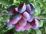 供应乌梅提取物植物提取物比例10:1西安(图)