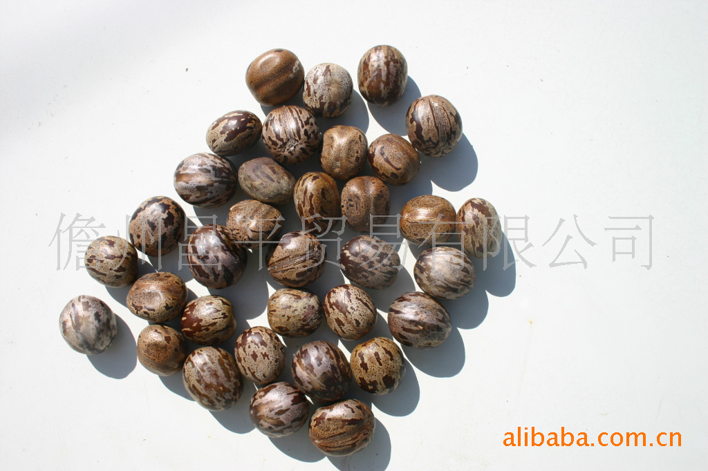 橡胶,塑料,树脂 橡胶制品 其他橡胶制品 橡胶果,橡胶籽,橡胶种子