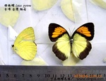 ��Ӧ����걾 �����걾 ����Ʒ �������
