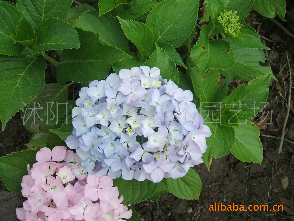 供应-八仙花(别名:绣球,斗球,草绣球,紫绣球)