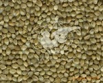 ��Ӧ������  ���� ��ʳ ����ʳƷ ��ʳ ������ BIRD SEED