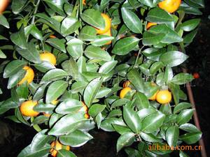【皇帝贡柑】皇帝贡柑价格\/图片_皇帝贡柑批发