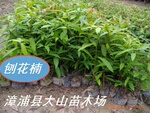 ��Ӧ�ٻ�骣��ľ ���  �����ľ��