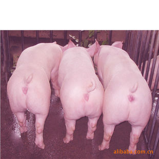 种猪母猪猪图片-海量高清种猪母猪猪图片大全