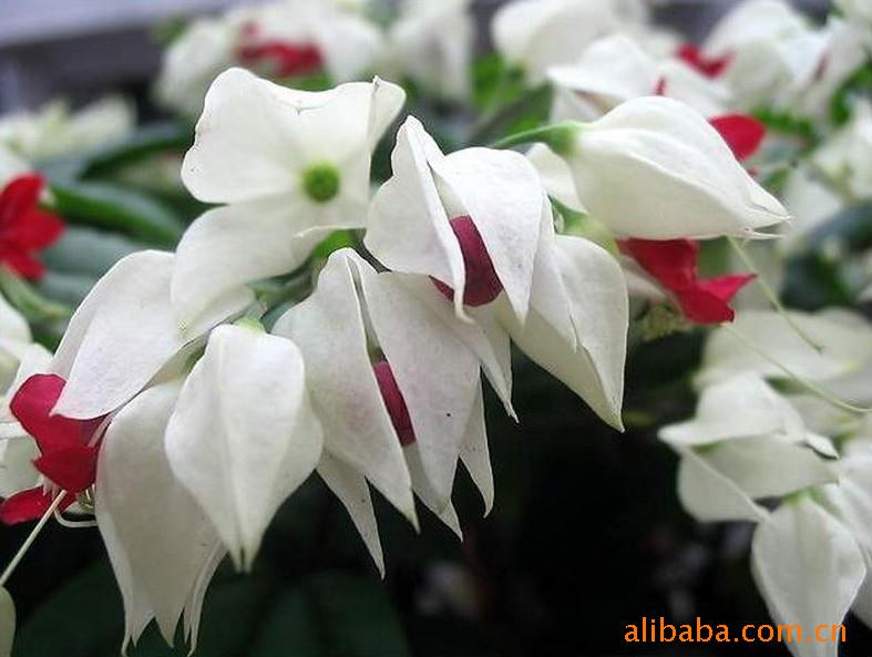 供应多年生攀缘花架藤本花卉:龙吐珠 图片