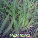 春季播种的牧草种子(视频详细介绍)