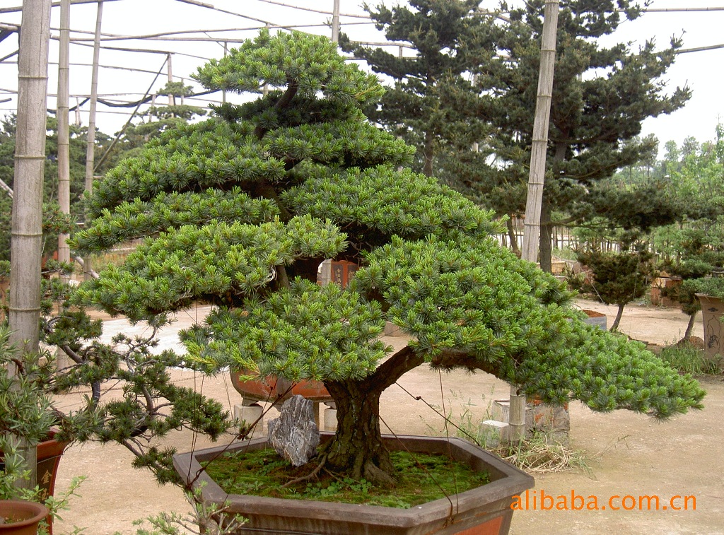 供应精品造型五针松盆景