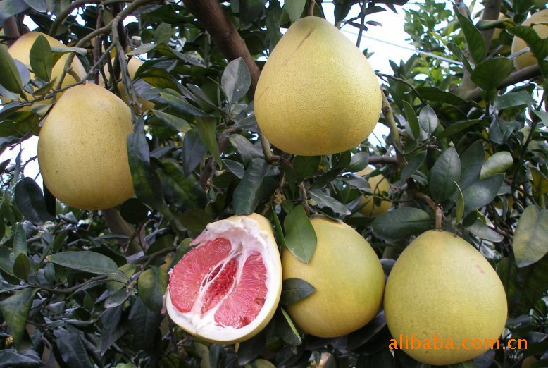 【柚子.芦柑.pomelo.香蕉】