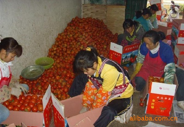 <em>圣女果</em> 新鲜 小金果 爱情之果-瓜果类<em>价格</em>及生
