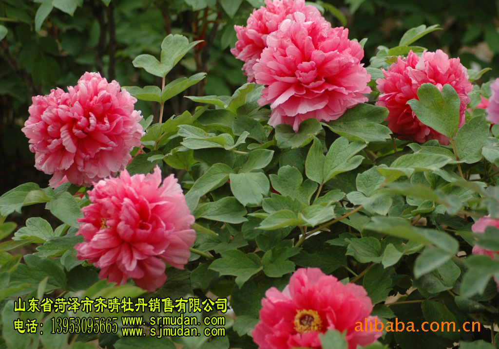 牡丹优质品种有金阁,金晃,海黄,岛锦,花王,花二乔,花蝴蝶,烟龙紫,冠世