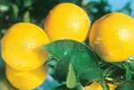 �ͼ۹�Ӧ������ȡ��10��1��ȷ�������ŵ����
