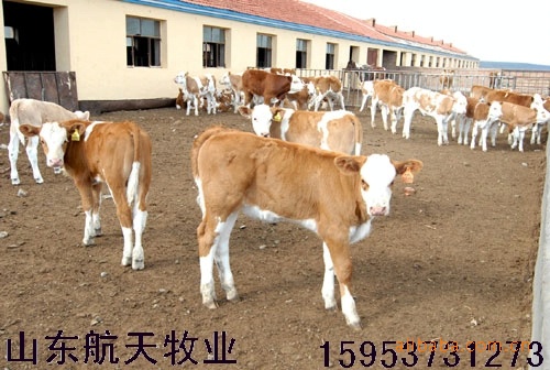 【西门塔尔肉牛】西门塔尔牛牛犊价格 西门塔尔牛养殖效益利润