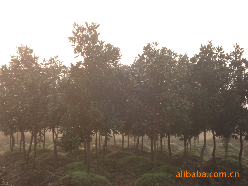 金华供应红叶石楠,桂花,香樟,无患子。 _ 金华供