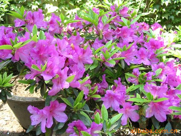 在夏天开花的杜鹃叫夏鹃,开紫红的杜鹃叫紫鹃.