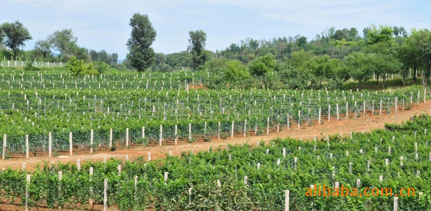 葡萄酒、香槟-长城华夏葡园九二干红葡萄酒珍