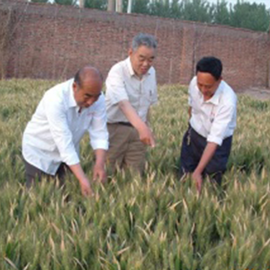 豫麦52（小麦）