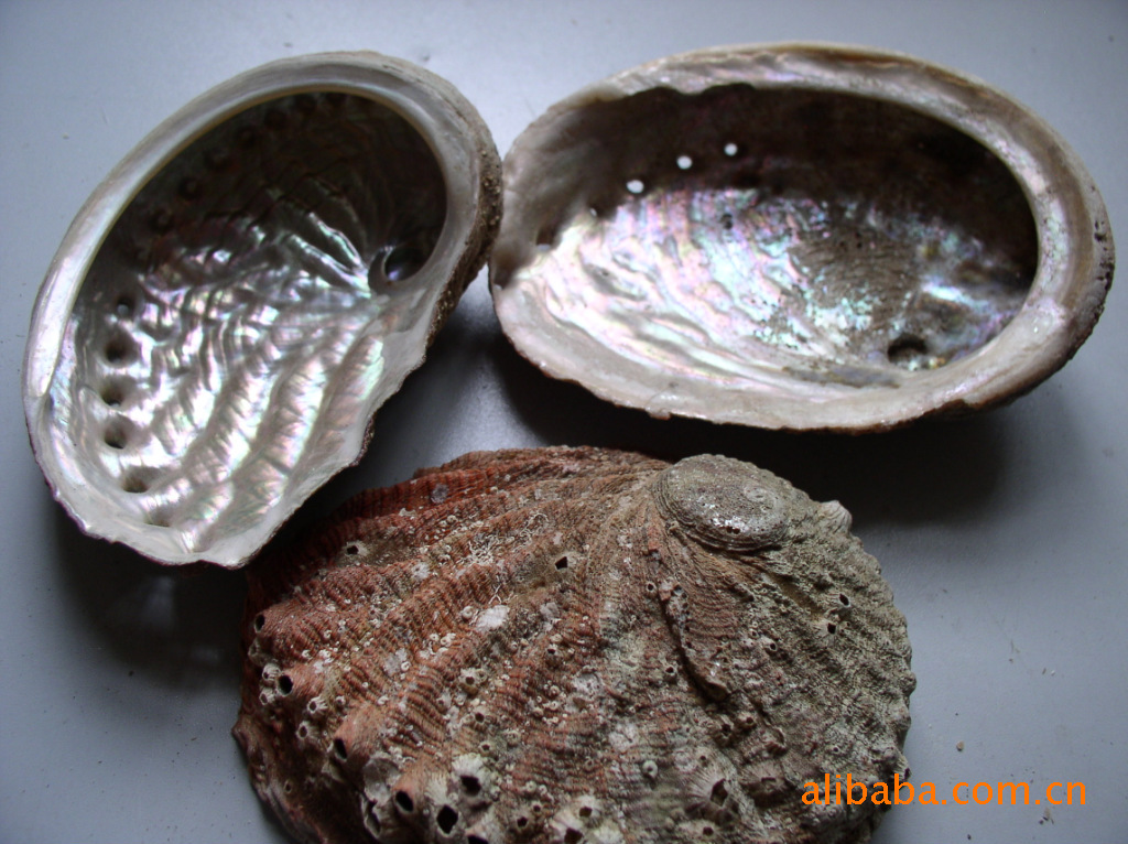 【供应澳洲鲍鱼贝 澳洲黑边鲍 澳洲彩虹鲍 贝壳