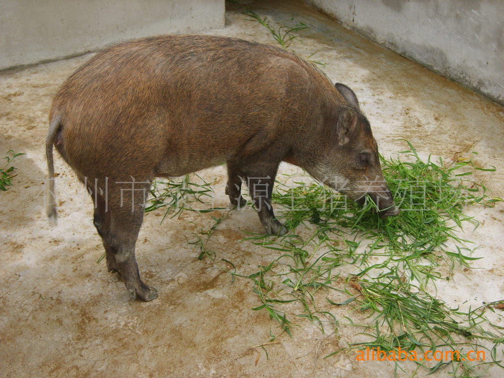 育肥豬，土豬肉，笨豬肉，土黑豬，二元豬，三元豬，母豬，商品豬