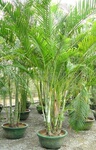 【济南柳泉鲜花】供应室内 绿色植物 绿植盆景
