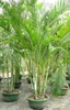 【济南柳泉鲜花】供应室内 绿色植物 绿植盆景