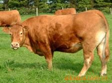 供应农村致富创业项目养殖肉牛-鲁西黄牛-莱州肉牛