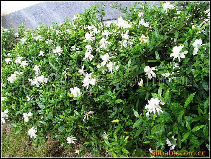 【栀子花】价格,厂家,图片,其他园艺花卉,胡亮亮