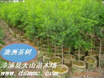���޲�������Ҷ��ǧ�� Tea Tree Oil��